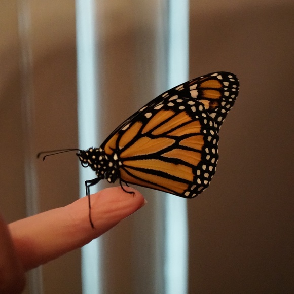 Meet your Posher, Terri - Picture 1 of 1